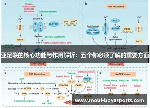 亚足联的核心功能与作用解析：五个你必须了解的重要方面